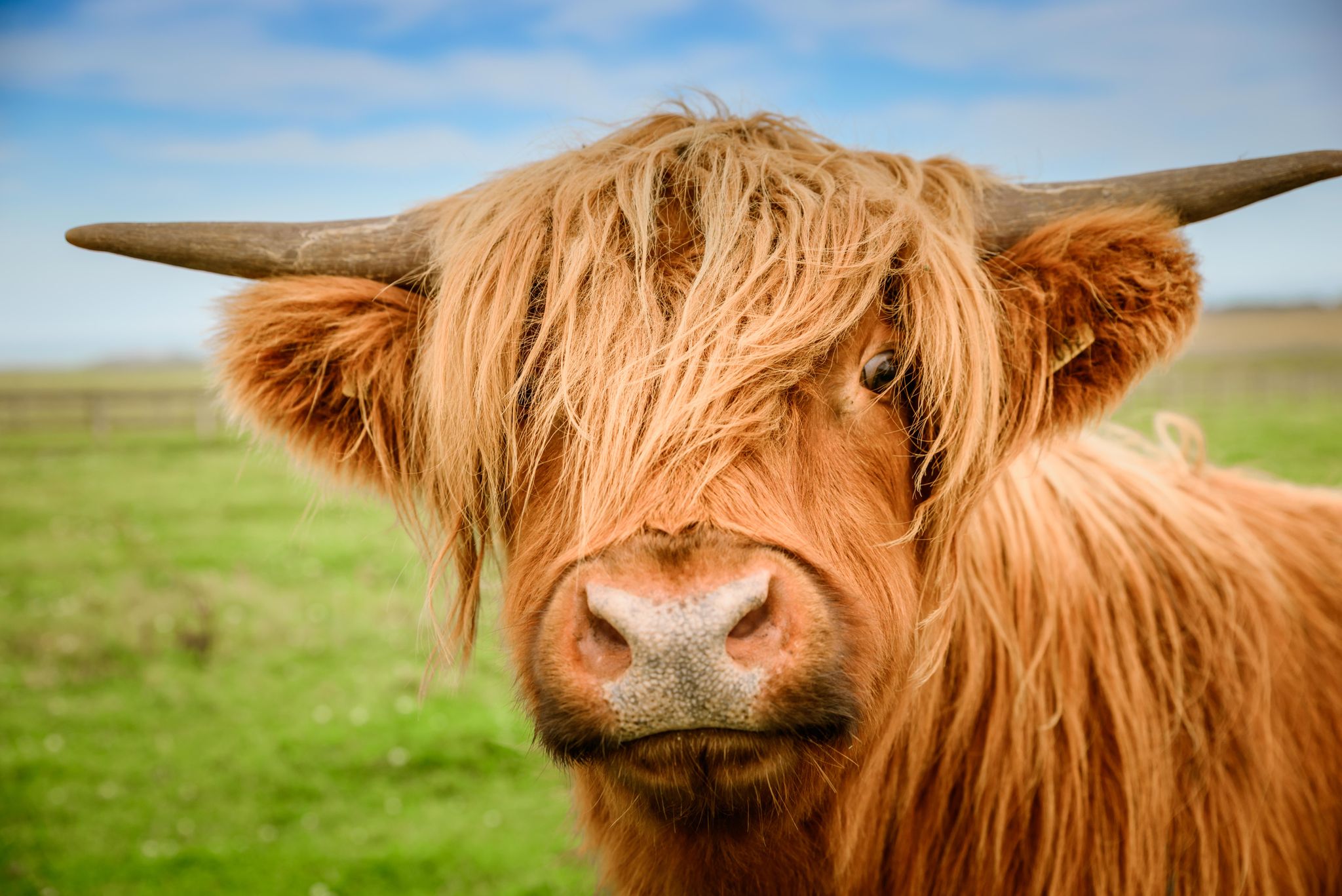 Vache des Highlands Ecosse