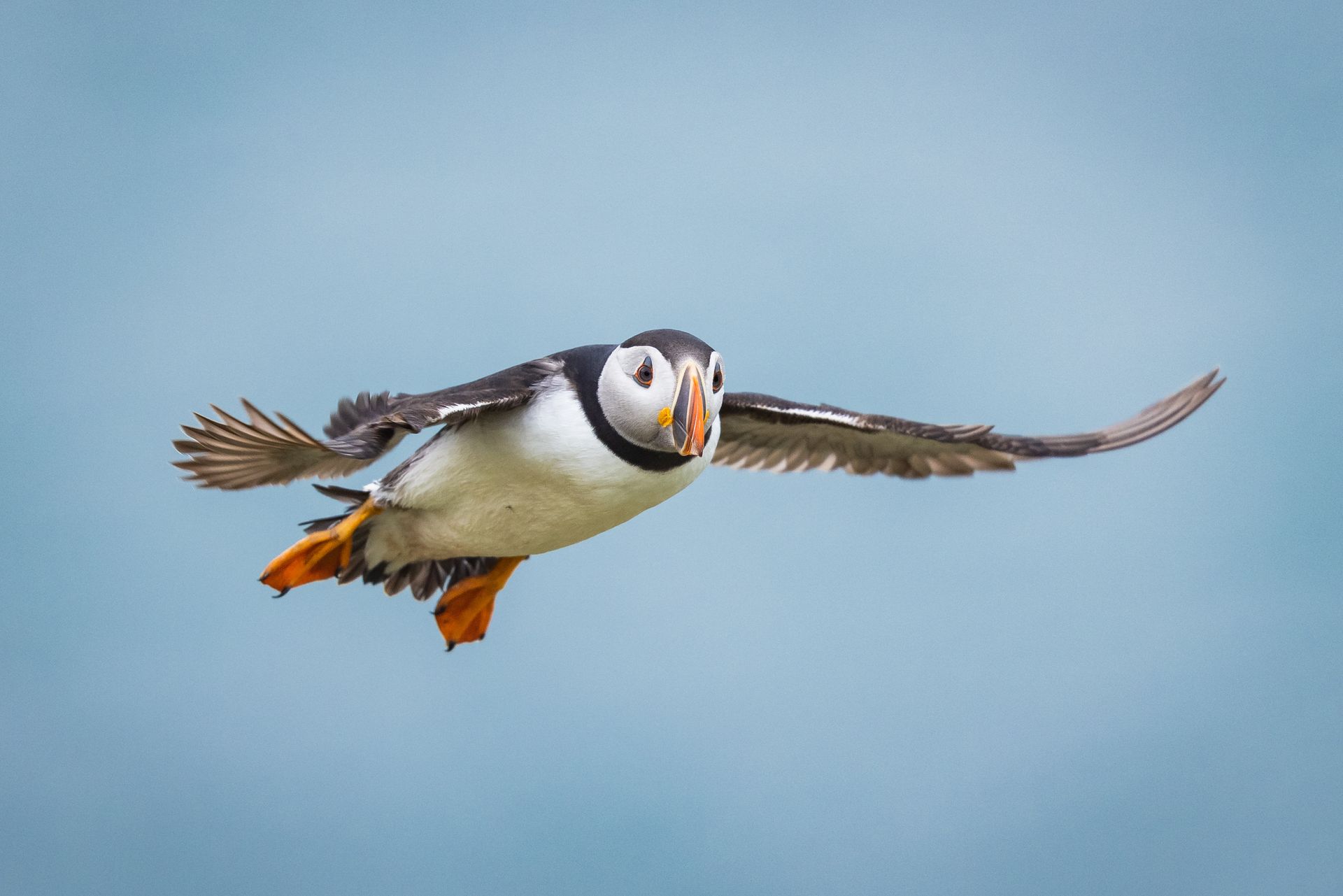 Puffins en Ecosse